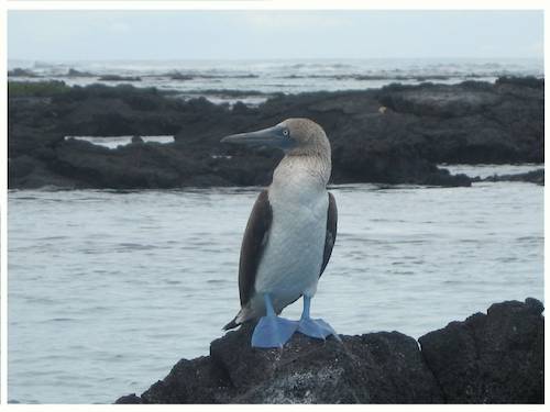 Segeln um die Welt - Galapagos