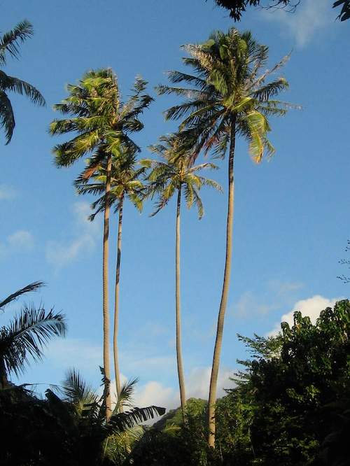 Segeln um die Welt - Marquesas Inseln