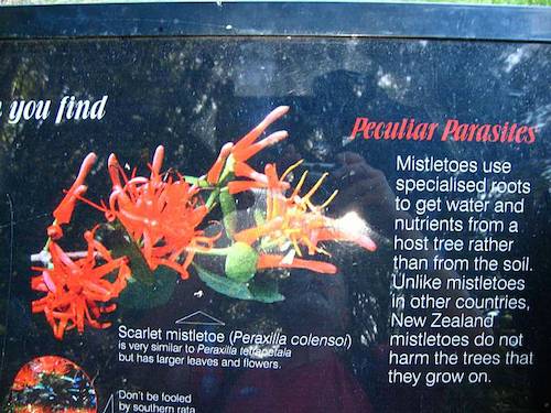 Segeln um die Welt - Neuseeland