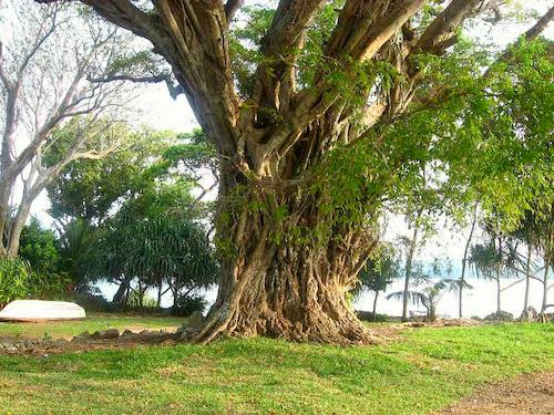 Segeln um die Welt - Vanuatu-Salomonen